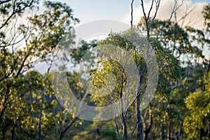 beautiful gum Trees and shrubs in the Australian bush forest. Gumtrees and native plants growing in Australia