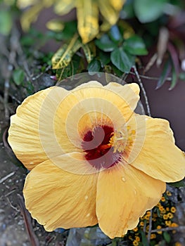 A beautiful Gumamela Flower