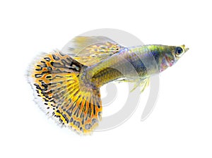 Beautiful Guppy on white Background