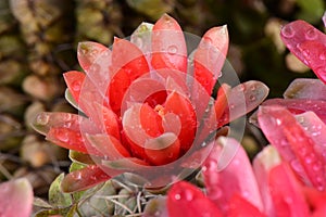 Beautiful gymnocalycium cactus