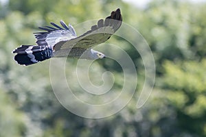 Beautiful gymnogene bird of prey flying. African harrier-hawk fl
