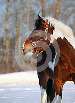 Beautiful gypsy vanner horse in winter