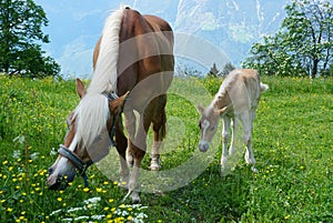 Beautiful haflinger breed mare with a young foal
