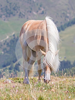 Beautiful haflinger horse in the Alps / mountains in Tirol