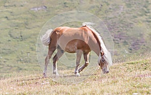 Beautiful haflinger horse in the Alps / mountains in Tirol