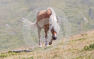 Beautiful haflinger horse in the Alps / mountains in Tirol