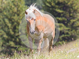 Beautiful haflinger horse in the Alps / mountains in Tirol