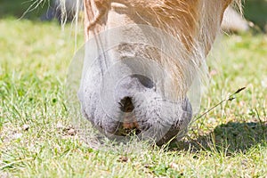 Beautiful haflinger horse in the Alps / mountains in Tirol