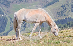 Beautiful haflinger horse in the Alps / mountains in Tirol