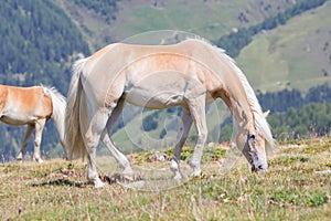 Beautiful haflinger horse in the Alps / mountains in Tirol