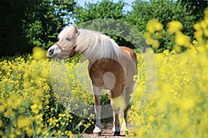 Beautiful Haflinger horse portrait in a rape seed field