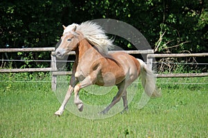 Beautiful haflinger horse is running on the paddock