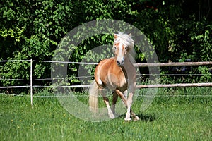 Running haflinger horse on the paddock