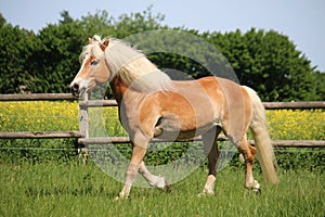 Beautiful haflinger horse is trotting on a paddock in the sunshine