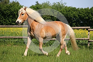 Beautiful haflinger horse is trotting on a paddock in the sunshine
