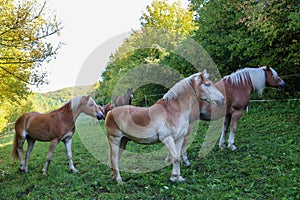 Beautiful haflinger horses stand in the paddock