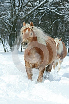 Beautiful haflinger with long mane running in snow