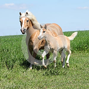 Beautiful haflinger mare with a foal