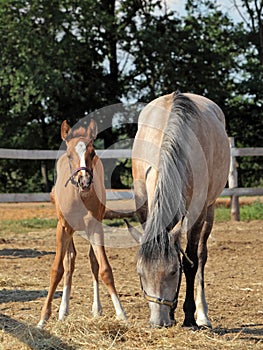 Beautiful haflinger mare with a foal