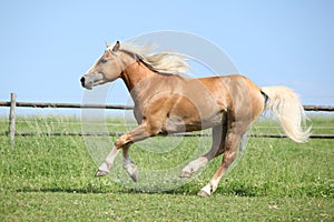 Beautiful haflinger stallion running on pasturage