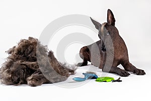 Beautiful hairless dog of Xoloitzcuintle breed with ginger mohawk lying down close to big pile of fur and groomer equipment, sciss