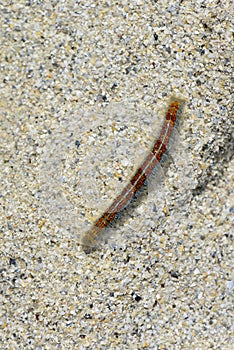 Beautiful hairy colorful caterpillar crawling on