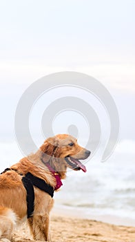 a beautiful, hairy golden retriever dog
