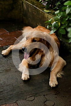a beautiful, hairy golden retriever dog laying down