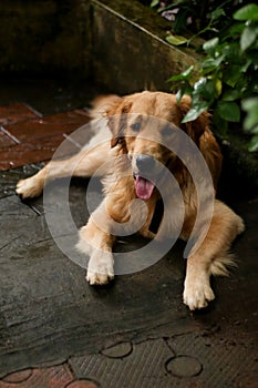 a beautiful, hairy golden retriever dog laying down