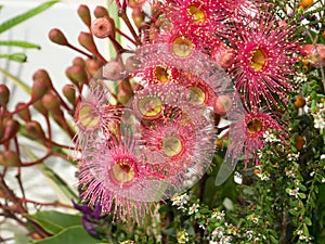 The Beautiful hairy red pink flower of `Corymbia ficifolia` in a spring season at a botanical garden.