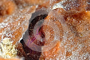 A beautiful hairy squat lobster