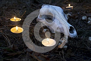 Beautiful halloween composition with runes, skull, tarot and candles on the grass in dark autumn forest. Ritual