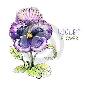 Violet grafic flower handpainted photo