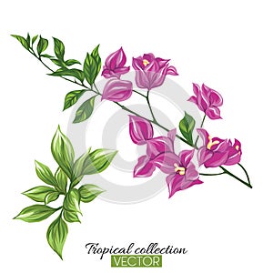 Beautiful hand drawn botanical vector illustration with bougainv