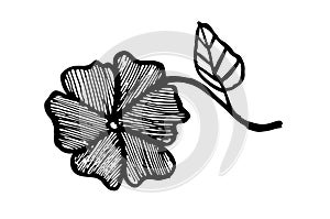 Beautiful hand drawn flower with leaf with stipes isolated on white background - vector