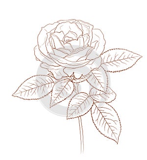 Beautiful hand drawn high detailed rose for greeting card, wedding design, vintage design. Vector illustration.