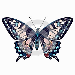 Beautiful hand drawn pink blue butterfly vector illustration isolated on white awesome for T-shirts prints