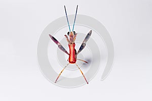 Mexican red mantis alebrije isolated in white background view from above