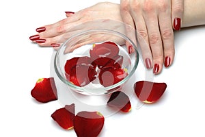 Beautiful hand with nail red manicure and petals