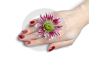 Beautiful hand with perfect nail red manicure