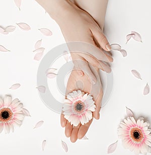 Beautiful hands of a woman holding a bud of a white chrysanthemum flower lying on a white background. the concept of