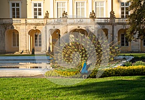 A beautiful, handsome peacock in the park