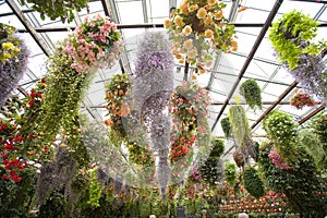 Beautiful hangin plants under greenhouse