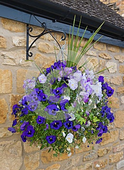 Beautiful hanging basket of blue and purple pansies