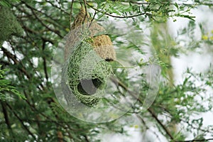 A beautiful hanging nest of Baya weaver. photo