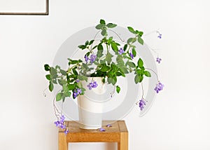 Beautiful hanging plant of false African violet flower in a high white flowerpot in a bright living room.