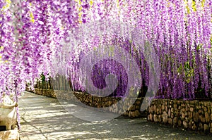 Beautiful hanging purple flower tunnel