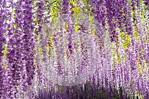 Beautiful hanging purple flower tunnel