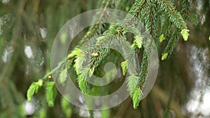 Beautiful hanging young spruce needles in spring wild ecological coniferous forest