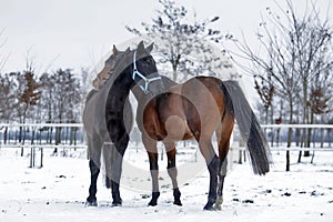 Beautiful Hanoverian racing horses on the snow